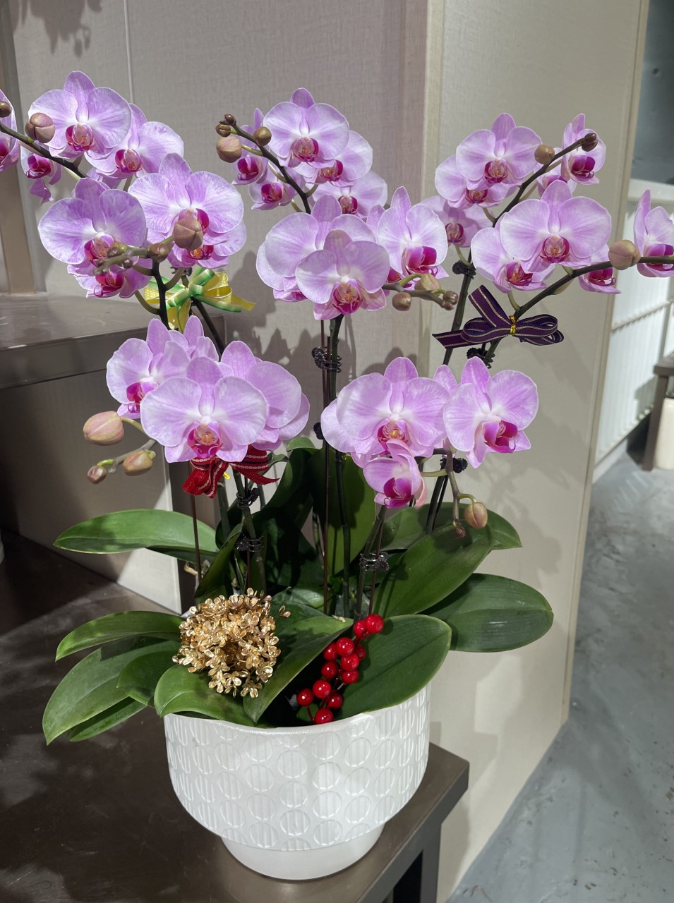 新春淺粉紅色蝴蝶蘭祝賀枱花連底盆(8枝裝)